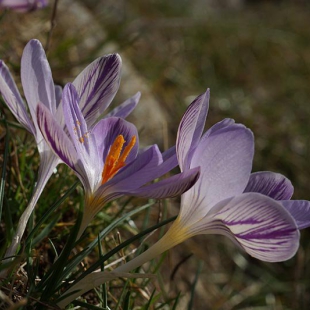 Crocus corsicus